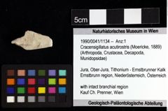 Foto (Objket + Etiketten) von Cracensigillatus acutirostris (Moericke, 1889) 